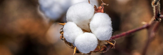The Benefits of Supima Cotton: Soft, Durable, and Skin-Friendly
