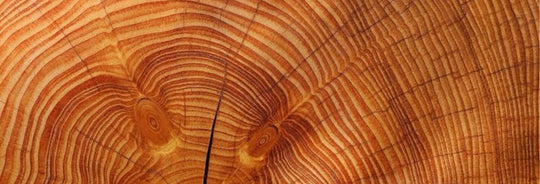 Eco-Friendly Fashion: Why Beechwood and Supima Cotton are Game Changers